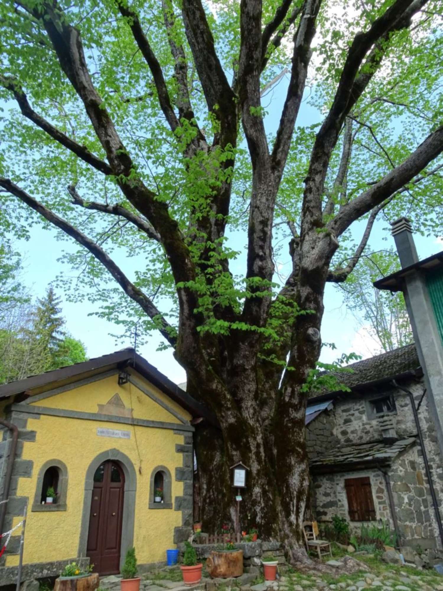 Olmo montano_Pievepelago_DSC03698